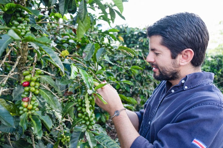 Costa Rica Aquiares Anaerobic