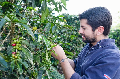 Costa Rica Aquiares Anaerobic