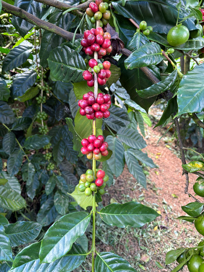 Bali Karana